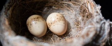 Nicholas_Wolff_willie wagtail nest__websiteOPT