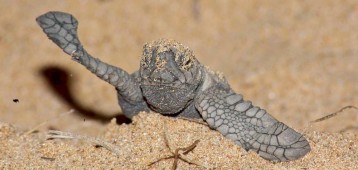 Turtle_hatchling_1