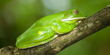 white lipped frog