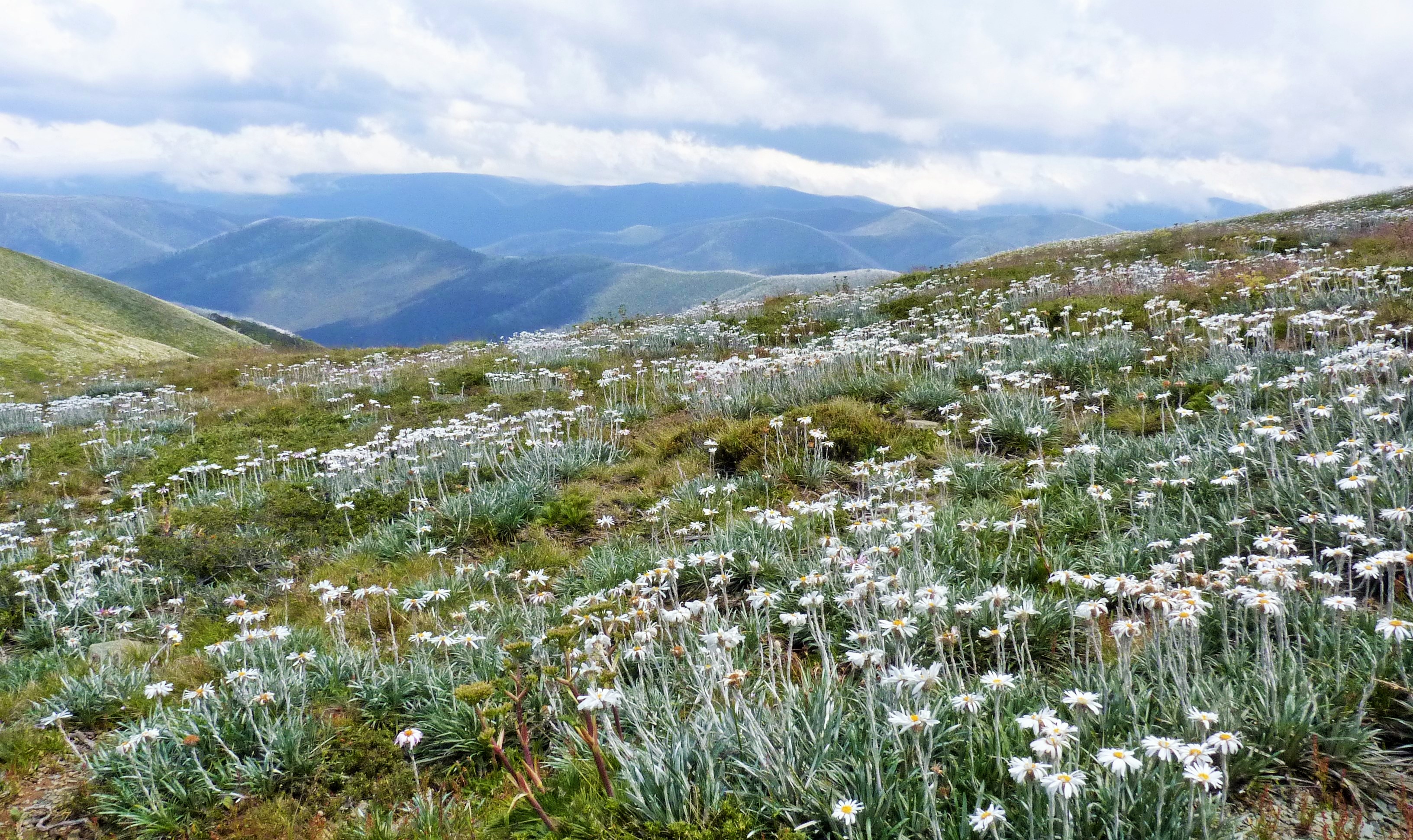 wildflower-carpet-of-alpine-daisies