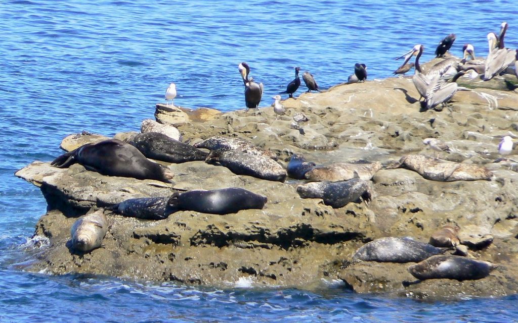 Best Wildlife viewing in San Diego Our Travel