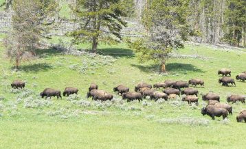 Bison herd Yellowstone National Park