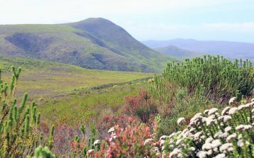 Walking in wildflowers at Grootbos