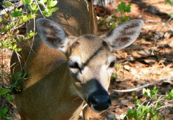 Florida Key deer Key Deer Refuge