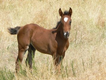Foal at Black Hills Wild Horse Sanctuary