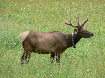 Bull elk Smoky Mountain National Park North Carolina