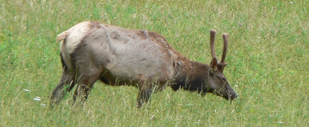bull elk 2 Smoky Mountains National Park